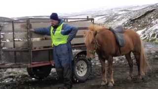 Sheep round up North Iceland [upl. by Eileek]