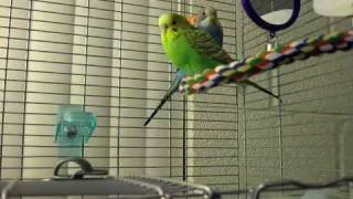 Budgies reply to Banco [upl. by Anawot743]