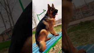 great sheepdog🎃 Malinois training dog malinois becgiegermanshepherd chó pets dog😻😻😻 [upl. by Lainey]