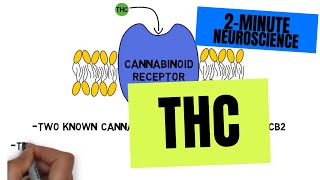 2Minute Neuroscience THC [upl. by Karab]