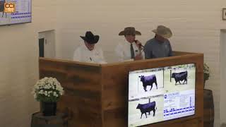 Double Barrell Angus College Grove TNSep28140433mp4 [upl. by Ahsekad]