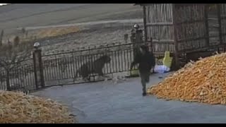 In northeast China a wild Amur tiger crashes through villagers iron gate [upl. by Devlin]