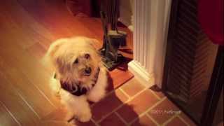 PetSmart commercial  2011 Holiday Campaign quotStockingsquot [upl. by Lseil643]