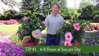 3 Easy Tips for Growing Tropical Hibiscus [upl. by Moor]