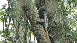 Lutung Kelabu di Stasiun Riset Bekantan Pulau Curiak [upl. by Leirrad909]