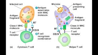 T Cell Activation  T helper amp Cytotoxic T Cell Activation best explanation [upl. by Onimod]