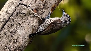 CANTO do PICAPAUZINHOBARRADO fêmea PICUMNUS CIRRATUS WHITEBARRED PICULET construindo o ninho [upl. by Sweyn]