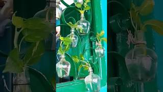 Diy Hanging money plant in glass bottles [upl. by Salchunas]