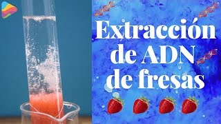 Extracción de ADN de fresas 🍓  Aprende Con Tabella [upl. by Anirahs]