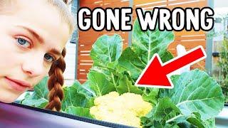 CAULIFLOWER HARVEST GONE WRONG  Norris Nuts Cooking [upl. by Dow]