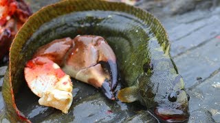 Catch and Cook Monkeyface Eel  Lowtide foraging [upl. by Naomi]