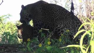 Jaguar panthera onca copulating  Pantanal Brazil [upl. by Echikson965]