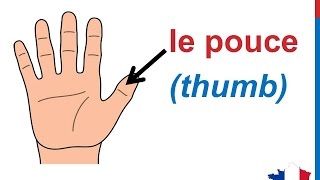 French Lesson 31  BODY VOCABULARY Finger names  Les doigts de la main Dedos de la mano en francés [upl. by Lilllie]