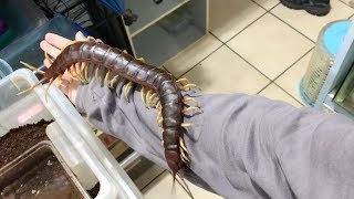 Giant Pet Centipede Crawls All Over Its Owner [upl. by Ydnyc]