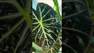 Alocasia Pink Dragon houseplant indoorplants tropicalplants garden gardening plants [upl. by Rori]