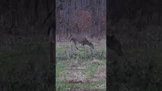 Highlights of Deer Hunting 2023 [upl. by Amie]