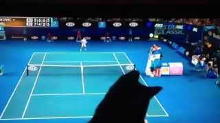 CAT WATCHING TENNIS NOVAK VS NADAL Australian Open [upl. by Krik]