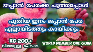 New variety of japan guva 🥰 best fruit plant for home garden malayalamfruit guavafruitjapanguva [upl. by Perusse]