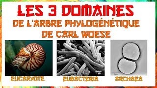 Les 3 domaines phylogénétiques de Woese [upl. by Danae]