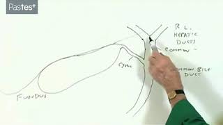 Anatomy of The Gallbladder and The Bile Duct System by Professor Harold Ellis [upl. by Osbert]