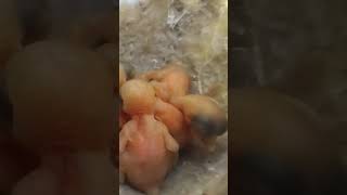 Delicate Beginnings The Adorable Zitting Cisticola Bird Babies shortsvideo ytshorts [upl. by Yrotciv]