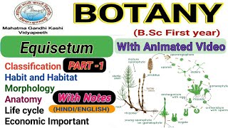 EquisetumMorphologyAnatomyReproductionlife cycle Part1 [upl. by Mcintosh667]