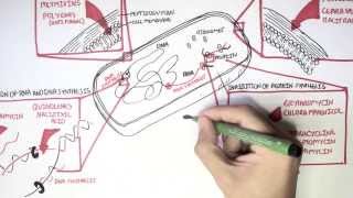 Microbiology  Antibiotics Mechanisms of Action [upl. by Acnairb]