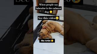 When people say labrador is the calmest dog ever🥲See this video😐dogvideos labradorretriever viral [upl. by Naerda580]