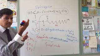 Membrane Lipids  Glycerophospholipids and Sphingolipids [upl. by Alohcin572]