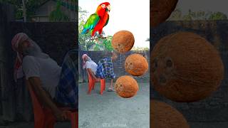 Rounding coconuts to Parrot Pigeon Peacock amp Duck  Birds names magic video [upl. by Ahsemat496]