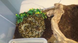 How to care for a reticulated python [upl. by Iggem861]