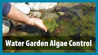 Water Gardens  Algae Control  Algae Treatment for Ponds [upl. by Neelahtak]