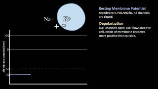 Depolarization vs Repolarization Action Potentials [upl. by Quiteri92]