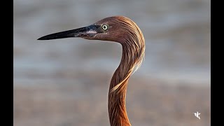 The Reddish Egret Dance [upl. by Henrietta]