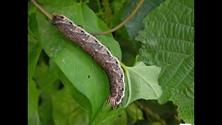 Convolvulus Hawk moth larva  the find of a lifetime [upl. by Sall]