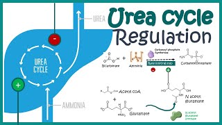 Regulation of the Urea cycle [upl. by Rovit948]