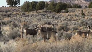 Nontypical mule deer buck wdouble drop tines early rut [upl. by Dorene]