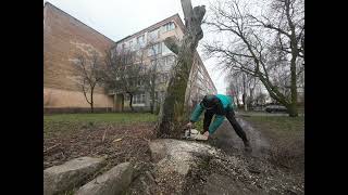 TREES CUT WITH A DEFORMED CHAIN CHAINSAW HEADSET DEFORMATION [upl. by Aserehc]