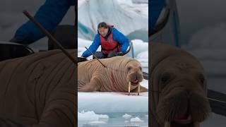 A bear cub pleads with a sailor to save his mother a bond of love and hope unfolds animals [upl. by Ateuqirne]