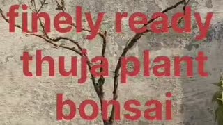 Thuja plant care tipsamp bonsaigardendesign youtube video [upl. by Nam]