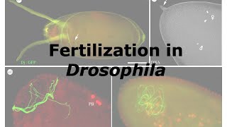 Fertilization in Drosophila [upl. by Oakman310]