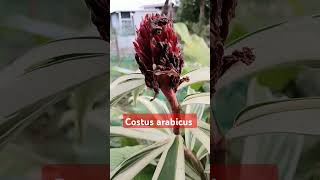 Costus arabicus remix music herbal herbalife [upl. by Attekal]