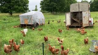 Cattle Broilers amp Layers [upl. by Icat346]