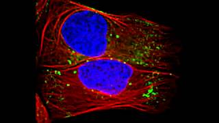 Endosomal transport along microtubules [upl. by Tenay]