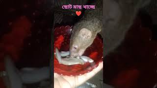 Mongoose eating small fishes❤mongoose youtubeshorts animallover [upl. by Alyss601]