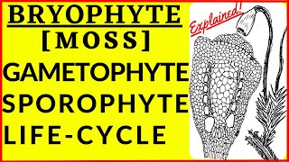 Bryophyte Life Cycle Alternation of Generation Gametophyte Sporophyte Moss Spore Dispersal Mechanism [upl. by Aznarepse]