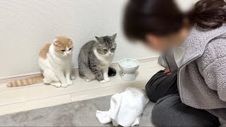 お皿をひっくり返して床を水浸しにした猫たちが母に怒られてこうなってました… [upl. by Luebke]