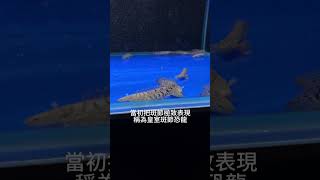 皇室斑節恐龍· Polypterus delhezi quotRoyalquot·恐龍魚·非王類恐龍魚·簡單介紹 [upl. by Nore]