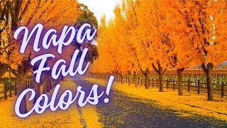 Napa Valley Fall Colors Napa Wineries Vineyards EXPLODE in Vibrant Beauty Bucket List Scenery [upl. by Aneres]