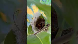 Nestlings at Terrace Garden manimau [upl. by Yeung744]